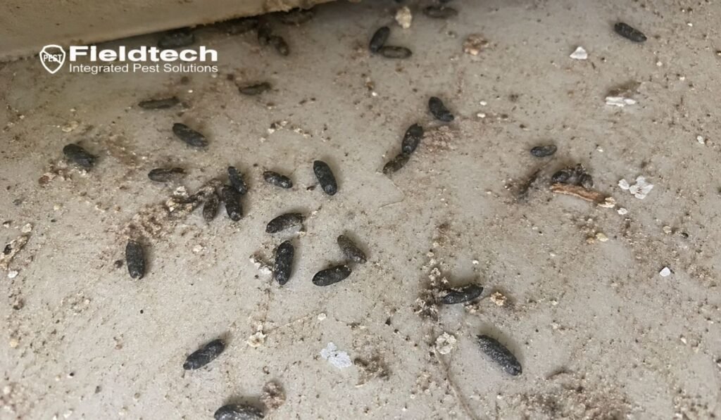 Close-up of rat droppings on a concrete surface showing the difference between rat poop vs mouse poop