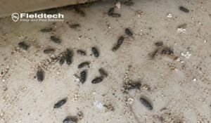 Close-up of rat droppings on a concrete surface showing the difference between rat poop vs mouse poop