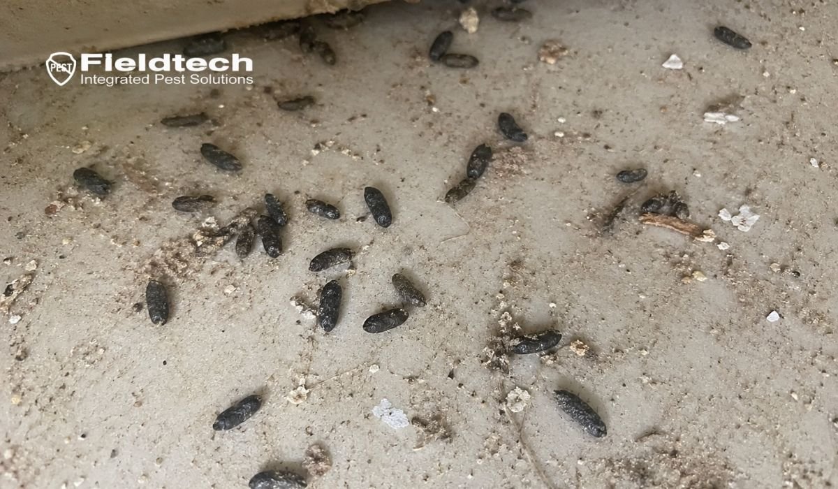 Close-up of rat droppings on a concrete surface showing the difference between rat poop vs mouse poop